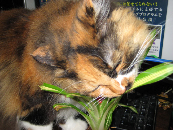 画像の説明 画像の説明