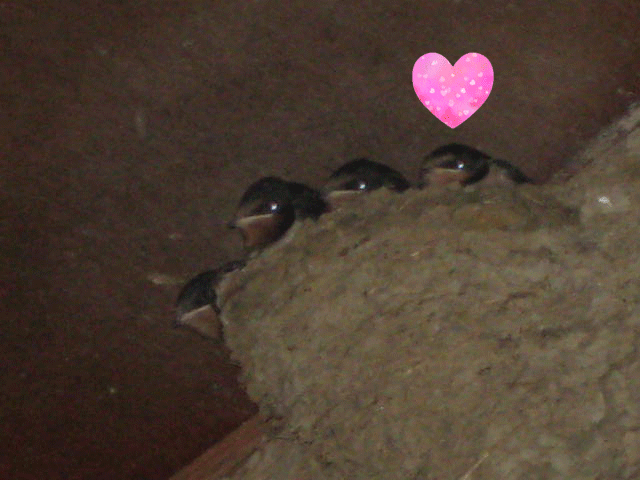 画像の説明 画像の説明