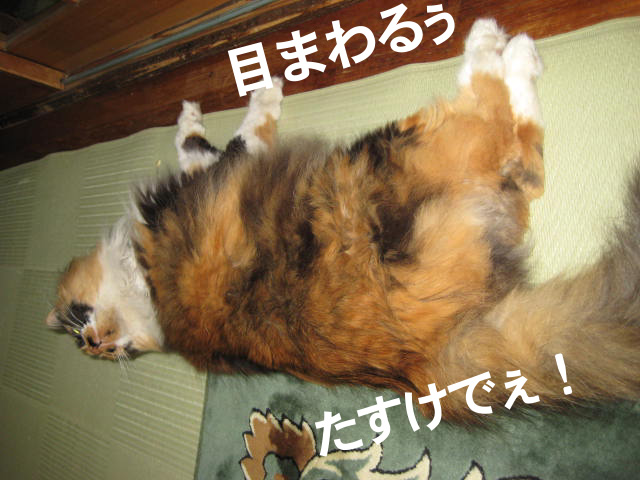 IMG_7113 のコピー IMG_7113 のコピー